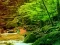 Lojë Peaceful Rainbow Forest Escape në internet