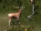 Lojë Sniper Hunting Deadly Animal në internet