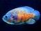 Lojë Tiger Fish Jigsaw në internet