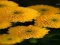 Lojë Chrysanthemums Jigsaw në internet