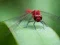 Lojë Dragon Fly Jigsaw në internet