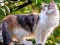 Lojë Rotate Puzzle - Cats and Dogs në internet