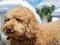 Lojë Labradoodle Jigsaw në internet