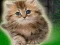 Lojë Couple Kitten Escape në internet