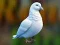 Lojë Realistic Pigeon Rescue në internet