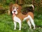 Lojë Flower Garden Dog Escape në internet
