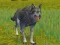 Lojë The Wolf: Wild Animal Simulator në internet