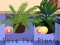 Lojë Save the Plants në internet
