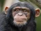 Lojë Chimpanzee Jigsaw në internet
