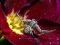 Lojë Crab Spider Jigsaw në internet