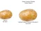 Lojë Potato Construct 2 Edition në internet