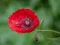 Lojë Poppy Nature Flower Jigsaw në internet