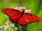 Lojë Nature Jigsaw Puzzle Butterfly në internet