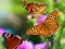 Lojë Butterfly Slide në internet