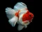 Lojë Gold Fish Jigsaw Puzzle në internet