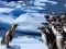 Lojë Penguins Slide në internet