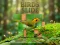 Lojë Birds Slide në internet