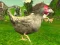 Lojë Chicken Shooter në internet