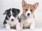 Lojë Cute Puppies Puzzle në internet
