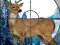 Lojë Sniper Stag Hunter në internet