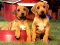 Lojë Puppy Pairs Puzzle në internet