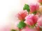Lojë Pink Roses në internet
