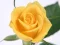 Lojë Yellow Roses në internet