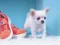 Lojë Lovely Puppy Puzzle në internet