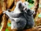 Lojë Cute Baby Koala Bear në internet