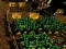 Lojë Pixel Farm në internet