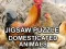 Lojë Jigsaw Puzzle Domesticated Animals në internet