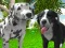 Lojë Dog Simulator 3d në internet