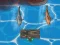 Lojë Titanic Shark Attacks në internet