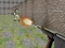 Lojë Bullet Fire në internet