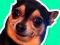 Lojë What meme dog are you ? në internet