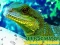 Lojë Chinese Water Dragon Jigsaw në internet