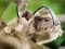Lojë Chimpanzee Jigsaw në internet