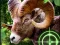 Lojë Crazy Goat Hunter 2020 në internet