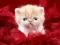Lojë Funny Kitty në internet