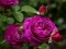Lojë Purple Roses në internet