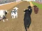 Lojë Angry Bull Racing në internet