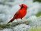 Lojë Birds Puzzle në internet