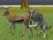 Lojë Wolf Life Simulator në internet