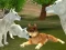 Lojë Wild Wolves Hunger Attack në internet