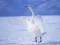 Lojë Graceful Swans në internet