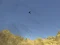 Lojë Toucan Shooter në internet