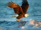 Lojë Animals Jigsaw Puzzle Eagle në internet