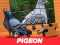 Lojë Pigeon Jigsaw Puzzle në internet