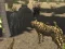 Lojë African Cheetah Hunting Simulator në internet