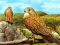 Lojë Birds of Prey Slide në internet